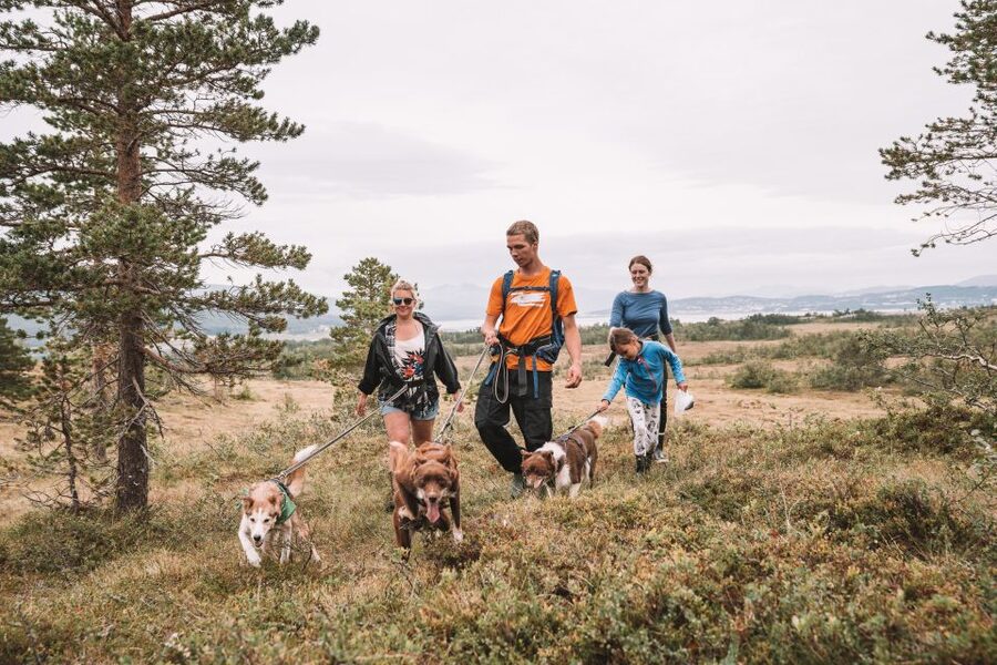 Tromsø: Husky Hike and Puppy Visit with Traditional Lunch - The husky hike: about an hour of pulling, pauses, and views