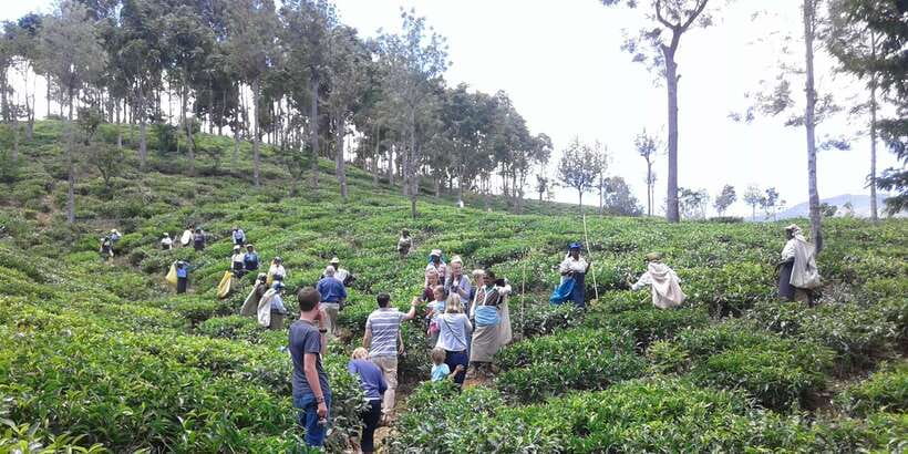 Tuk-Tuk Safari Liptons seat,Tea Fields Hike,TeaFactory Tour - Dambatenne Tea Factory: from leaf to black tea, step by step