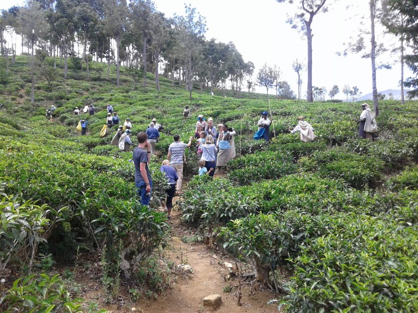 Tuk-Tuk Safari Liptons seat,Tea Fields Hike,TeaFactory Tour - Who this day trip suits best in Sri Lanka