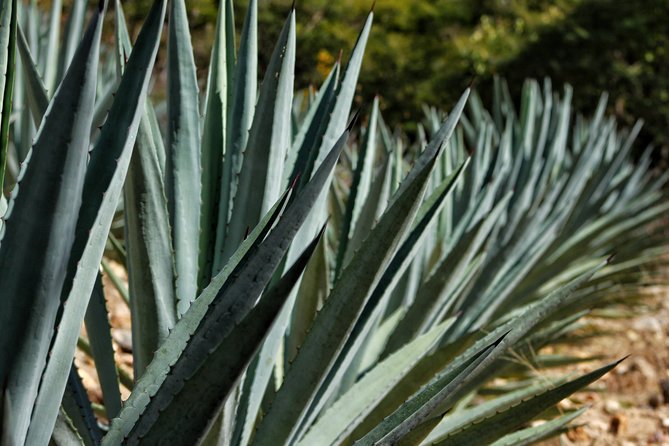 Ultimate Hierve el Agua Hike + Mezcal - The hike portions: rewarded views, rough terrain, and real effort
