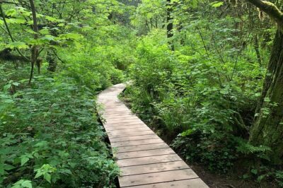 Vancouver Rainforest Hike with Waterfalls, Suspension Bridge, Old Growth Forest - Stop 1: Crossing the Lynn Canyon Suspension Bridge