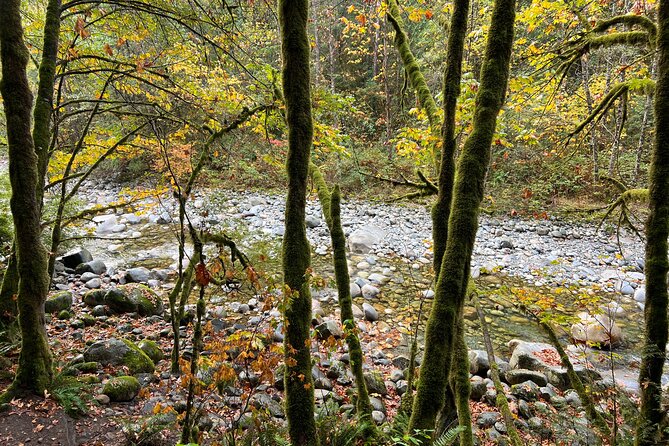 Vancouver Rainforest Hike with Waterfalls, Suspension Bridge, Old Growth Forest - Natural Swimming Pools and Waterfall Sound: What You Can Expect