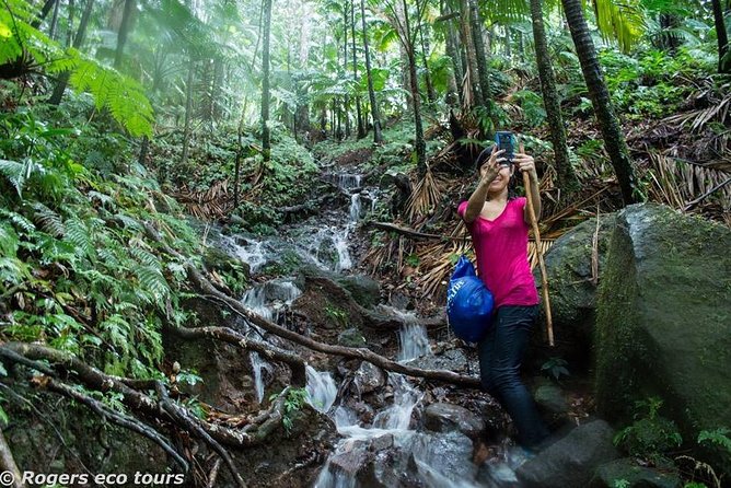 Volcano Caldera (Mt. Liamuiga) Trek / Hike - Key Highlights You’ll Actually Notice