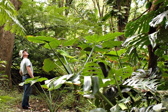 Waterfall & Rainforest Hiking Adventure with Hotel Pickup - Key points I’d use to decide fast