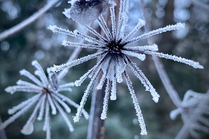 Winter Valley and Forest Hike - Eagle River Nature Center: the winter forest hike that actually feels wild