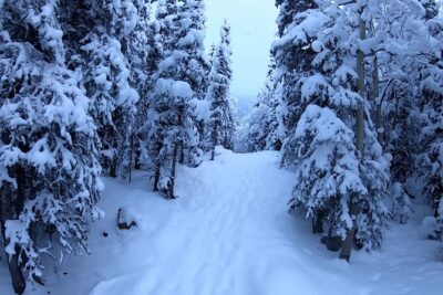 Winter Valley and Forest Hike - Wildlife odds in winter: what you might see (and why winter helps)