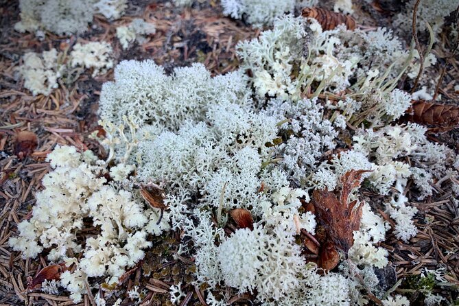 Winter Valley and Forest Hike - Timing and meeting point: start at 10:00 am, plan for a full morning