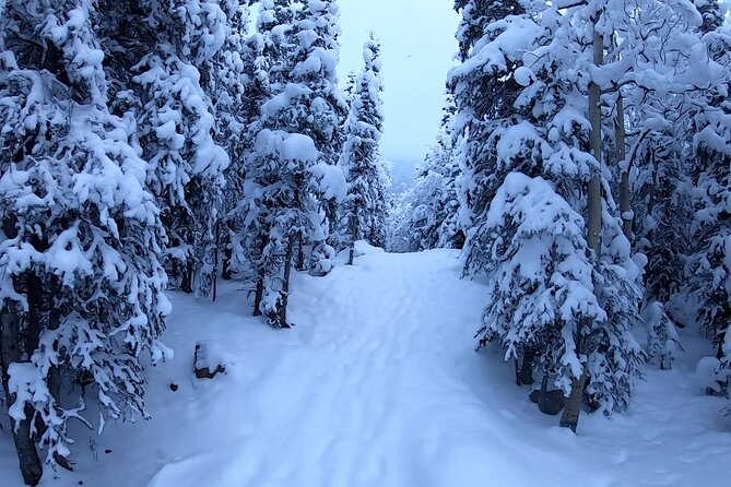 Winter Valley and Forest Hike - Wildlife odds in winter: what you might see (and why winter helps)