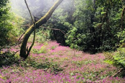 Wonderful hike through the Magic Forest of Tenerife - What the 4.5-hour walk really looks like