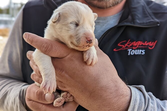 Yukon Husky Puppy Play Time & Summit Tour - Key things to know before you go
