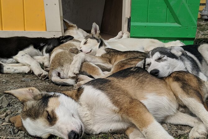 Yukon Husky Puppy Play Time & Summit Tour - Cruise Port Pickup: Where to Wait and What to Bring